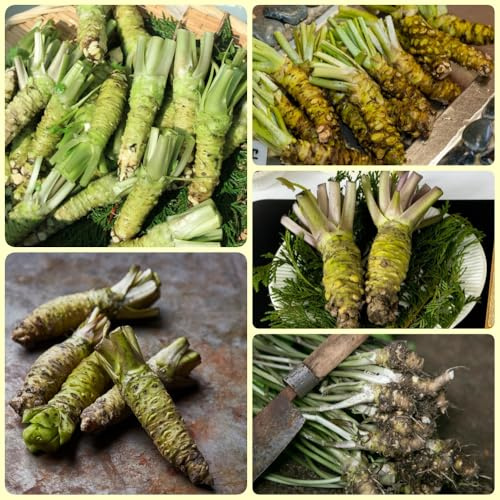 Semillas de wasabi, regalos para jardineros Eutrema wasabi, semillas de interior semillas de jardín 400pcs