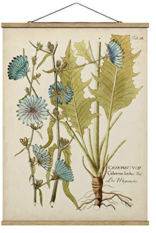 Stoffbild Poster Vintage Botanik Blau Wegwarte Hochformat 4:3 46.5x35cm Eiche