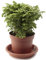 3 Stück rose von jericho kaufen selaginella - Seltene Pflanzen serie - luftreinigende zimmerpflanzen indoor garden deko pflanzen nachhaltige geschenke für frauen flowers bonsai
