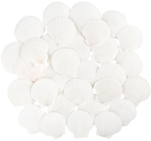 TaoQ C 30 Pièces Coquillages de pétoncles Coquillages naturels, 6cm - 8cm Blanc coquille de mer petit coquillage pour mariage décoration plage thème fête, réservoir de poissons et vase remplissage