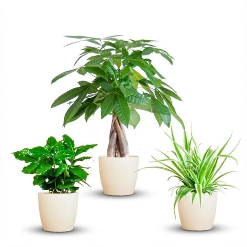 Green boutiQ - Lot de 3 Plantes Faciles - Pachira Aquatica, Coffea Arabica, Chlorophytum - Vert - Peu d'entretien - 3 Plantes - avec Pots Potter Gris - Pot 12-14cm - Hauteur 25-45cm