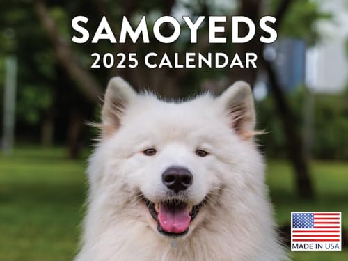 Samojede Kalender 2024 Wandkalender
