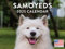 Samojede Kalender 2024 Wandkalender