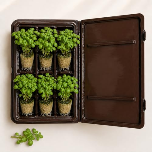 Orticello Basilico Greco per Idroponica, 12 Piantine Vive, pronto al trapianto, compatibile con Smart Garden