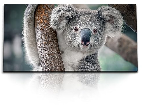 Paul Sinus Kunstdruck Bilder 120x60cm Koala Koalabär Tierfotografie Australien Baum
