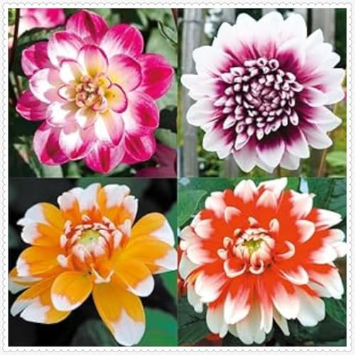 Dahlia Bulbs Mix for Planting Now UK,Strong Plants That Grow Well,Dahlia Tubers Bulk,Beauty of Garden,Gift Ready,Hardy Perennial,Wedding Flowers Cut Flowers-4bulbs-C