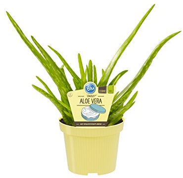 Bio Aloe Vera Sweet, (Aloe vera barbadensis Miller), Kräuter Pflanzen aus nachhaltigem Anbau (1 Pflanze, je im 12cm Topf)