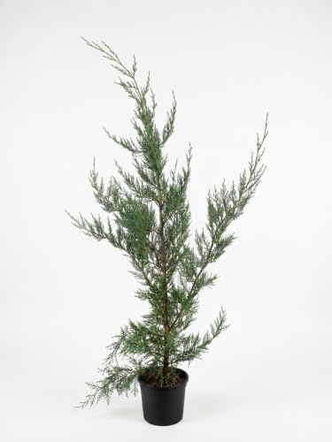 Leyland-Zypresse Cupressocyparis leylandii 40-60 cm Heckenpflanze | Schnellwachsend, dichter Sichtschutz, schnittvertraeglich, ideal fuer Formhecken, sonnig bis halbschattig