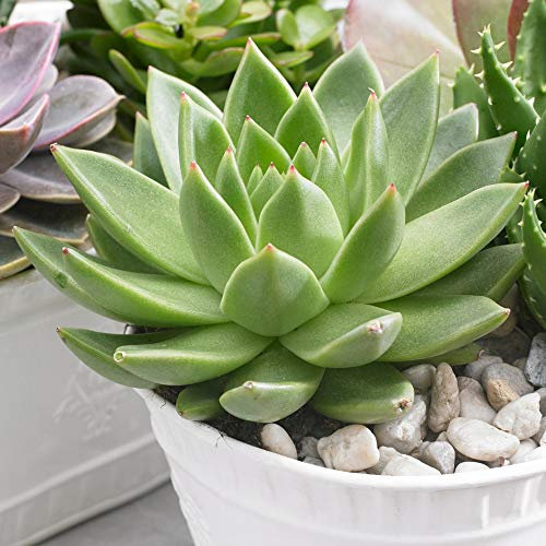 1 x Echeveria Miranda Planta en Maceta para el Hogar u Oficina 10-20cm con Maceta