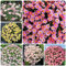 400 pcs Argyranthemum frutescens samen - sommerblumen samen gartenblumen mehrjährig winterhart bienenweide saatgut hochbeet balkon seeds balkonblumen blumen geschenk gartensamen saat