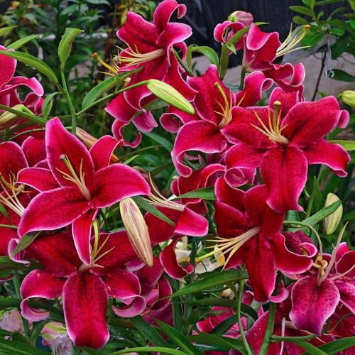 2 pz bulbi di gigli resistenti, gigli degli alberi, Regalo di piante da aiuola bulbi di gigli - Lilium brownii - regali decorazione floreale pianta d'appartamento resistente decorazione