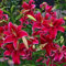 2 pz bulbi di gigli resistenti, gigli degli alberi, Regalo di piante da aiuola bulbi di gigli - Lilium brownii - regali decorazione floreale pianta d'appartamento resistente decorazione