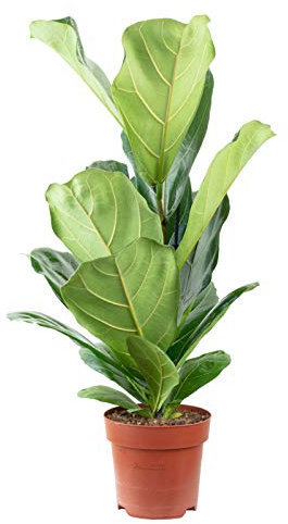 Ficus Lyrata - Hauteur : env. 65 cm - Diamètre de la casserole : 17 cm