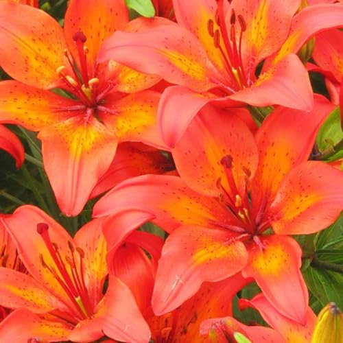 Lilienzwiebeln-Winterhart MehrjäHrig,Lilien Zwiebeln,Lilie Zimmerpflanze,Lilien Pflanzen,Lilien Blumenzwiebeln,Bonsai Pflanze,Schnittblumen-8zwiebeln-e