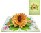 scicent Lustige Geburtstagskarte Sonnenblume Pop Up Karte 3D Frühling Papier Karte Gruß Schönes Einzigartiges Geschenk für alle Anlässe Geburtstag Muttertag Umschlag & Nachricht - 20549