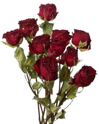 TooGet Bouquet di fiori secchi naturali, 10 pezzi di rose rosse secche per la decorazione di matrimoni e per la decorazione floreale fai da te della casa