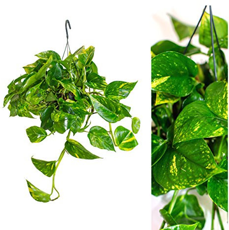 Interflowers Scindapsus Epipremnum Efeutute in verschiedenen Grössen und Formen - am Moosstab, hängend als Ampel oder im Topf Zimmerpflanzen, hängepflanze echt, zimmerpflanze (1 Ampel)