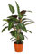Dehner Korbmarante Maui Queen, Calathea, luftreinigend, ca. 65-75 cm, Ø 17 cm, Zimmerpflanze