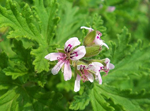 Portal Cool Samen Paket: Rose Geranium Pelargonium Graveolens Samen 120pcs, Familie Geraniaceae Qu Weng Cao Blumensamen, Rose-duftende Pelargonie Samen