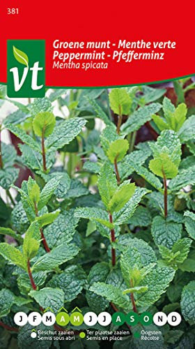 Menta piperita Mentha spicata, sabor a menta fresca.