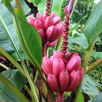 50 semillas rojas de plátano