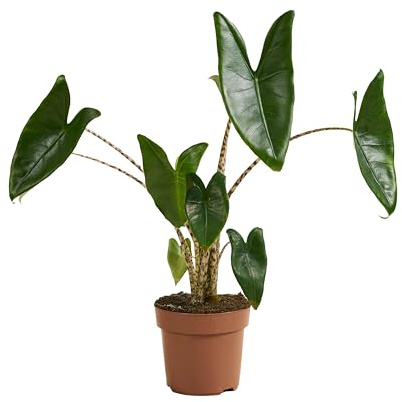 Bloomique – Alocasia Zebrina – Elefantenohr – Zimmerpflanzen – Luftreinigend – 50-70 cm hoch – 17 cm Topf