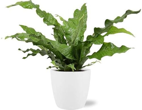 Microsorum Diversifolium - Känguru-Farn - Zimmerpflanze - Ø17cm - 45cm + Topf Brüssel Weiß Ø18x17cm