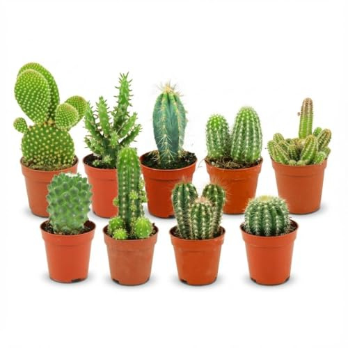 Mini Kaktus Set – 9 Kakteen – Ø5,5cm – Höhe 5–10cm – Pflegeleichte Zimmerpflanzen – Kleine Kakteen für Fensterbank Büro & Wohnraum
