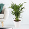 Goldfruchtpalme, Areca-Palme, echte Zimmerpflanze, Topfgröße 17 cm, Höhe circa 60 cm, Zimmerpflanzen für die Wohnung oder das Büro, pflegeleicht und luftreinigend, Pflanzenversand