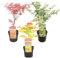 3x Japanischer Ahorn Mix - Acer Amagi Shigure, Ukigumo, Katsura - Strauch – ⌀13 cm - 25-35 cm