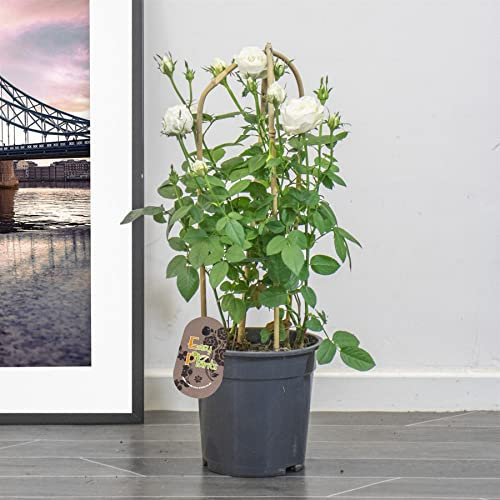 Blue Magic Design 1 Fragrant outdoor climbing Pink & White Rose bush in 19cm pot flower garden plant shrub