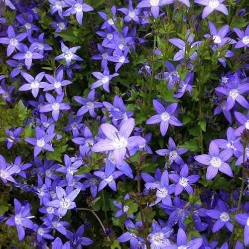 6x Campanule des murets - Campanula poscharskyana - Godet 9x9cm