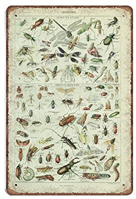 Insekten Kunst 1922 Vintage alte Insekten Blechschilder Bugs Art Biologie Poster Lustiges Vintage Metallschild Plaqu Poster Wandkunst Pub Bar Küche Garten Badezimmer Heimdekoration, 20 x 30 cm