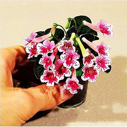 100 pezzi misti Seeds di colore Mini Violet, Seeds Violetta africana, mini giardino piante fiori viola pianta erbacea perenne Matthiola Incana Seed 5