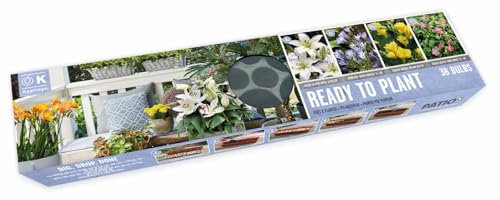 Ready to Plant 38 Flower Bulbs in Long Biodegardable Tray (Plant March to April for May to September Flowering)
