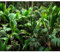 decomonkey - Papier Peint Panoramique Plantes 350x256 cm - Décoration murale moderne – Tapisserie décorative pour chambre salon - Feuilles tropicales forêt plantes nature photographie jungle