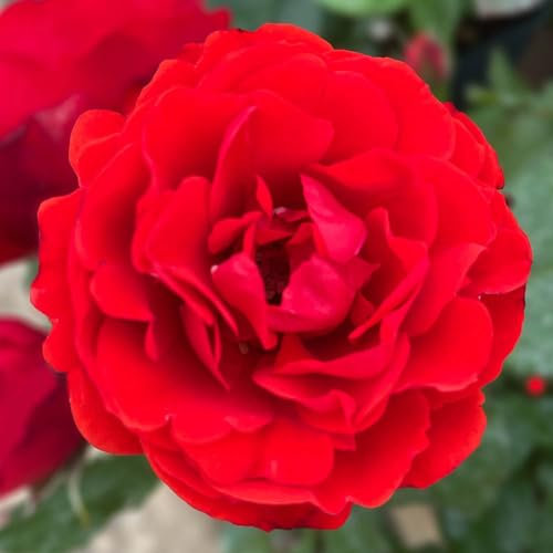 Harkness Roses 'Remembrance' Rose â„¢, Established Plant in 4 Litre Pot, Ready to Plant