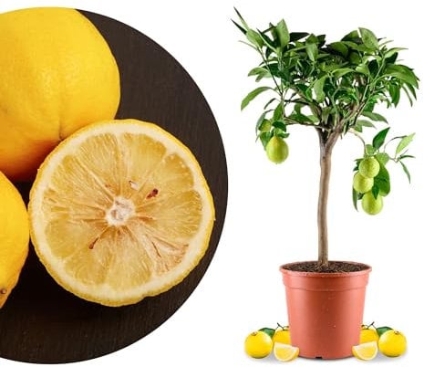 Meine Orangerie Bergamotte Mezzo - Citrus bergamia - Höhe 60 bis 80 cm - Bergamotto - echter Citrusbaum im 6,5-Liter Topf - fruchtreifer Zitrusbaum in Gärtnerqualität