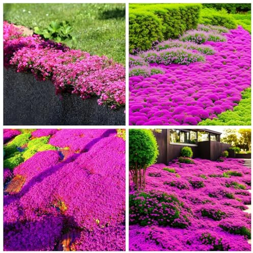 10000pcs sachet thym serpolet rouge, graines de thym de graies de fleurs faciles à planter graines de thym rampant multicolores outil de jardinage pour la cour Des graines