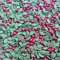 TRTO 25 Gram Holly and Berries Color Party Treats Cupcake Sprinkles Edible Sugar Xmas Cupcake Cake Toppers Decoration With Attractive Looks