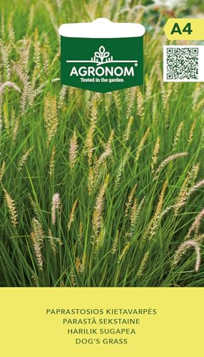 AGRONOM | Quecke samen | Blumensamen | Pflanze samen | Mehrjährige, kompakte krautige Pflanze | Anspruchslos an den Boden | Gartensamen | 1 Pack