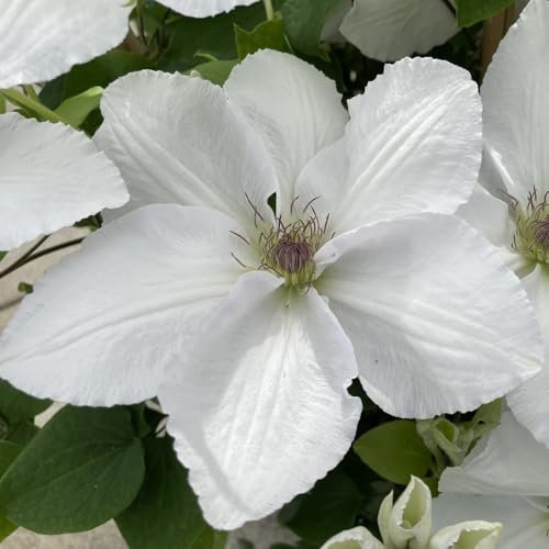 Clematis Guernsey Flute Compact Patio Climber Large White Flowers with Red Anthers Ideal for Small Spaces 1X 3 Litre Pot by Thompson and Morgan