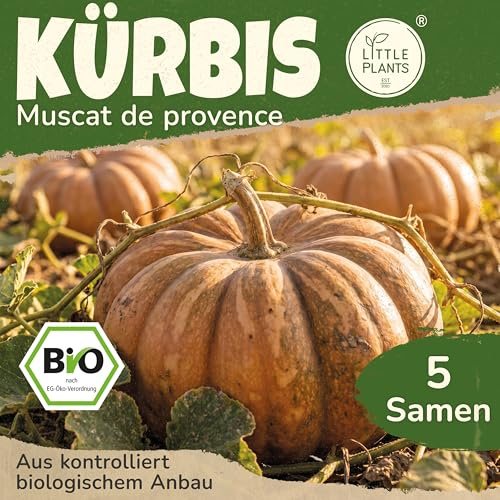 Little Plants BIO Kürbis Samen 5 Kürbissamen Muscat de Provence Muskatkürbis Gemüsesamen Gemüsesaatgut Samenfest für Gemüsegarten, Hochbeet, Küche, Balkon und Garten