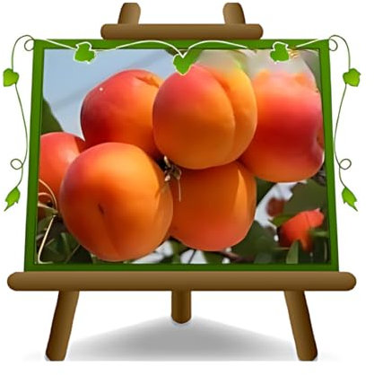 EURO PLANTS VIVAI Albicocco Fracasso su Vaso ø 20 cm Pianta da Frutto Antico Autofertile - Altezza 150~170 cm- Età 2 Anni