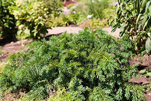Taxus baccata 'Repandens' 40-50 cm - Kriech-Eibe, immergrün, ideal für Grabbepflanzung und Steingärten, pflegeleicht, winterhart