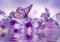 wandmotiv24 Fototapete violett Orchidee, XL 350 x 245 cm - 7 Teile, Wanddeko, Wandbild, Wandtapete, Blumen, Wasser, Schmetterling M3739