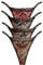 VicSec 4er Pack Damen G-Strings Tangas, Leopard Spitze Reizwäsche Bikinislips Sexy Schlüpfer Slip Reizwäsche Lingerie Unterhosen Thin Thong Erotik Höschen Frauen（Eine Größe）