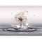 murando Premium Photo Wallpaper Dandelion 400x280 cm / 158x111 Non-Woven Premium Art Print Fleece Wall Mural Decoration Poster Picture Design Modern Flowers Naturee Water Drops b-C-0732-a-a
