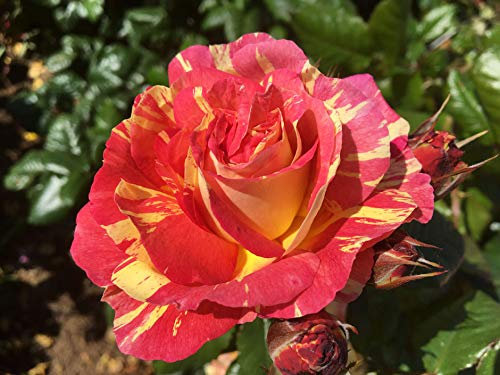 Rhubarb and Custard - 5.5lt Potted Floribunda Garden Rose Bush - Exclusive Listing! Unusual Striped Blends of Deep Pink, Yellow & Orange Scented Blooms, Large Repeat Clusters.L8