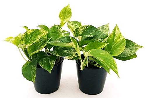 POWERS TO FLOWERS - POTOS EPIPREMNUM MARBLE QUEEN 2 PIANTE, IN VASO CERAMICA NERO OPACO, Piante Vere